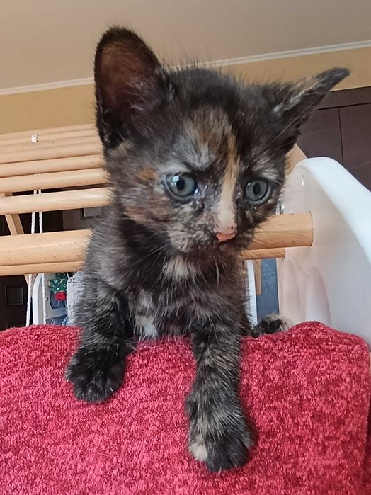 Кошеня, чемне, триколірне. 2,5 місяця.