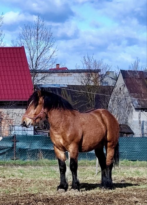 Ogierki po Apollon de Mairy
