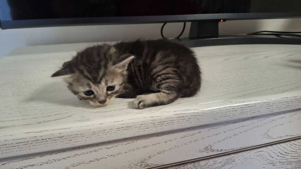 Кошенята,віддам в добрі руки