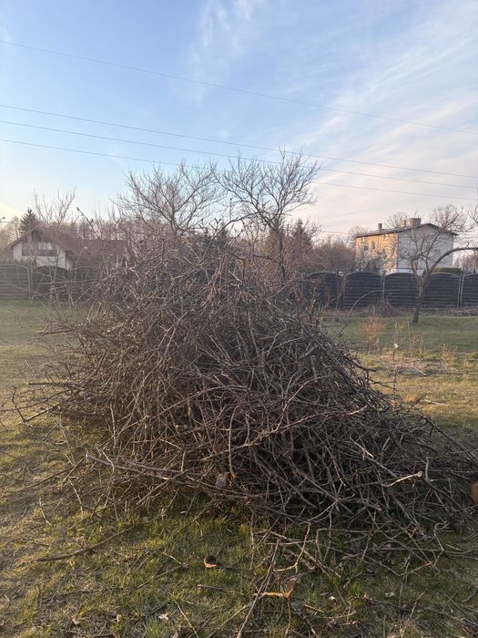 Oddam gałęzie po czereśni