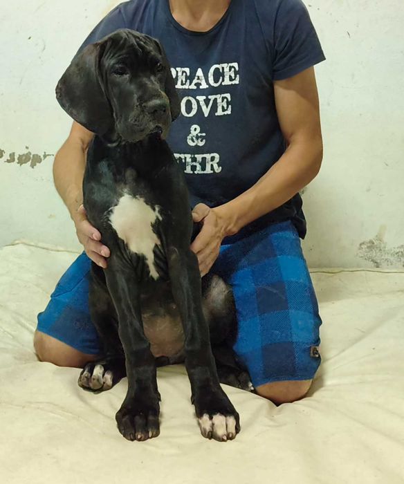 Dogue Alemão fêmea disponível