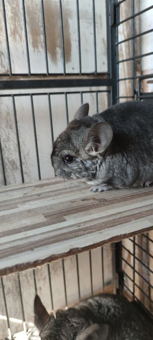 Szynszyla, szynszylę