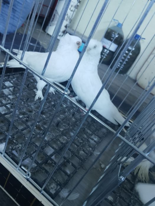 Gołębie ozdobne krótko dziobe Czystookie