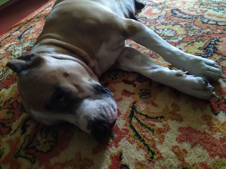 Продам щенков питбуля