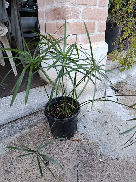 Plantas marginais margem para lagos filtros ou jardim - papiros varios e lirios de agua