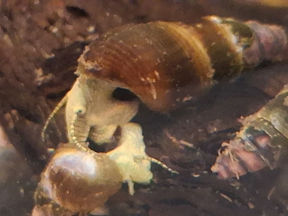 Slimaki tylomelania yellow