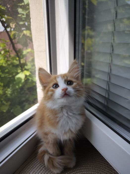 Руда кішечка. Котики. Кошеня. Руде кошеня