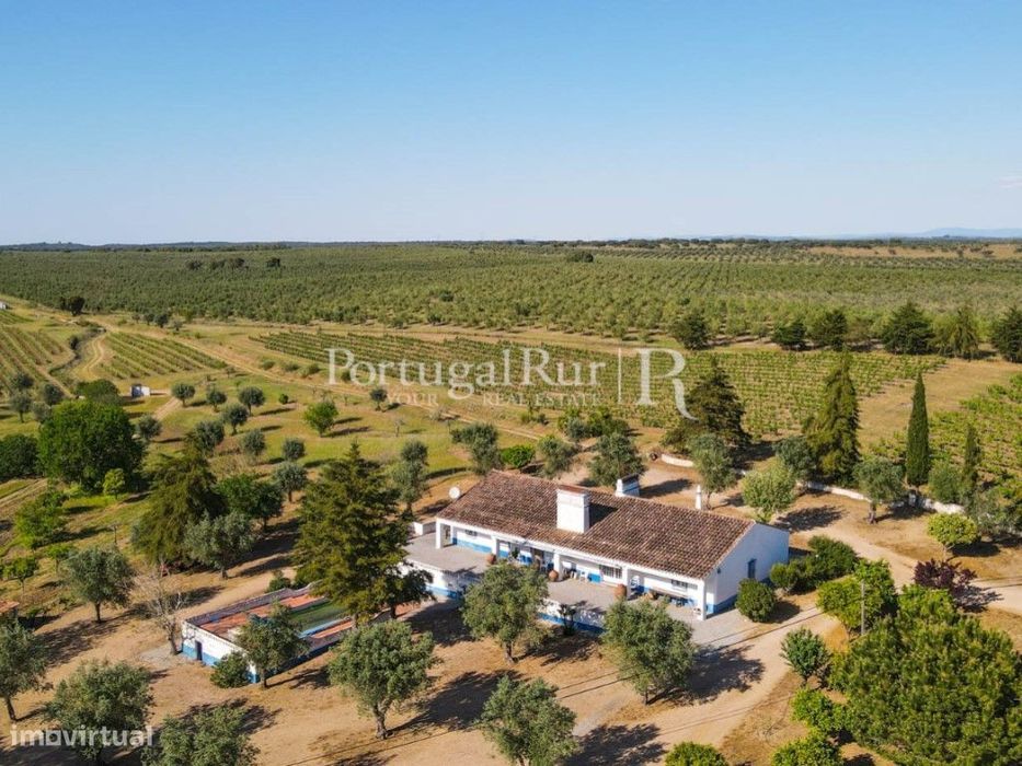 Herdade de 18 hectares com vinha, adega e olival em Avis