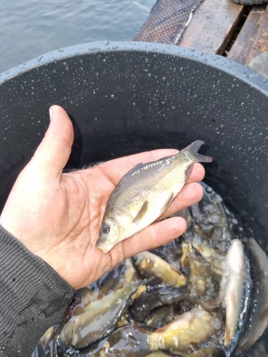 Karpie do stawów i oczek