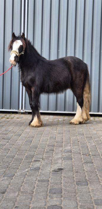 Ogier Tinker irish cob gypsy cob