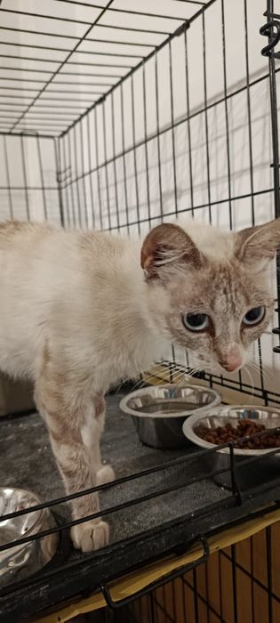 Gata jovem para adoção responsável