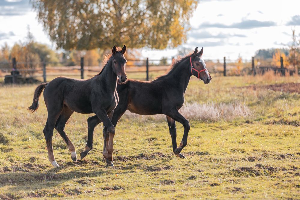 Ogierek 2025 !! Sport !! Top Horse !!