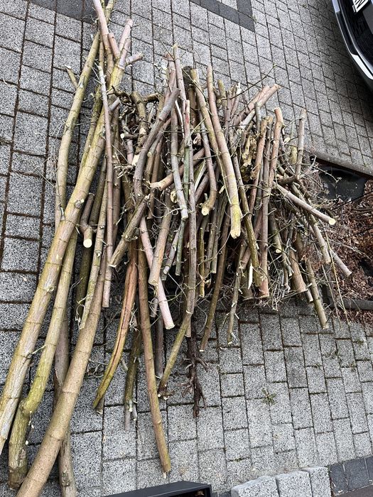 Oddam drewno po wycieciu drzewa