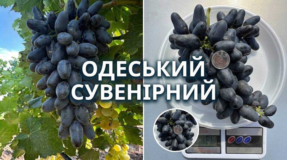 Продам виноград столовий ОПТ (Молдова, Сувенірний, Суручанский) — 35 грн/кг