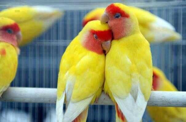 Vendo roseicolis prontos a criarem