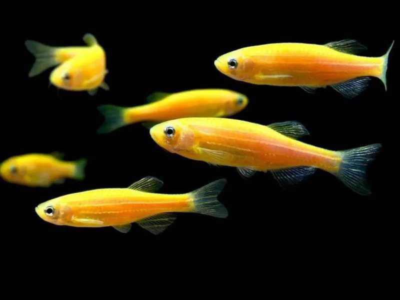 Даніо Глофіш жовтий (GloFish)