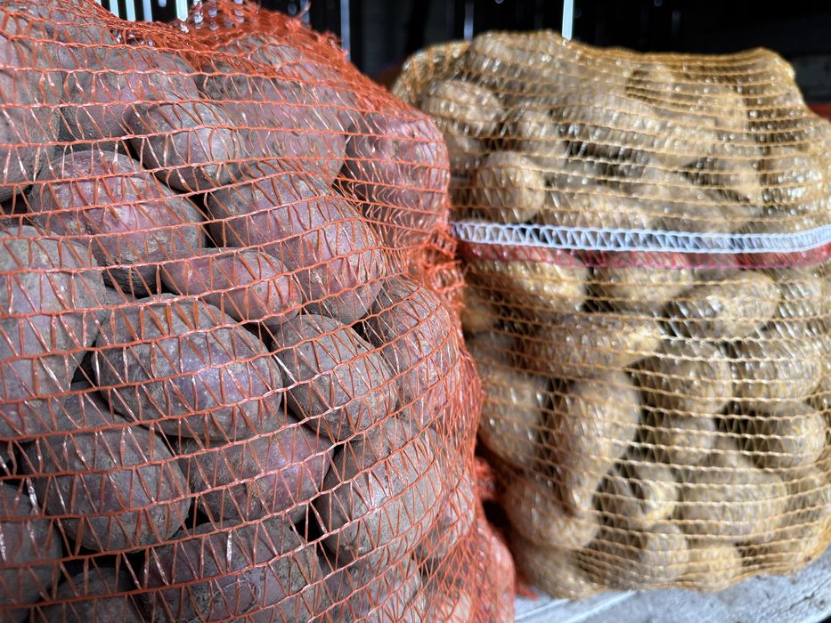 Ziemniaki jadalne Catania Ricarda drugi sort