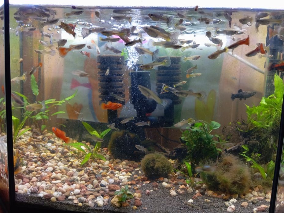 Gupiki, mieczyki, płatki, zbrojniki, rośliny, inne rybki akwariowe