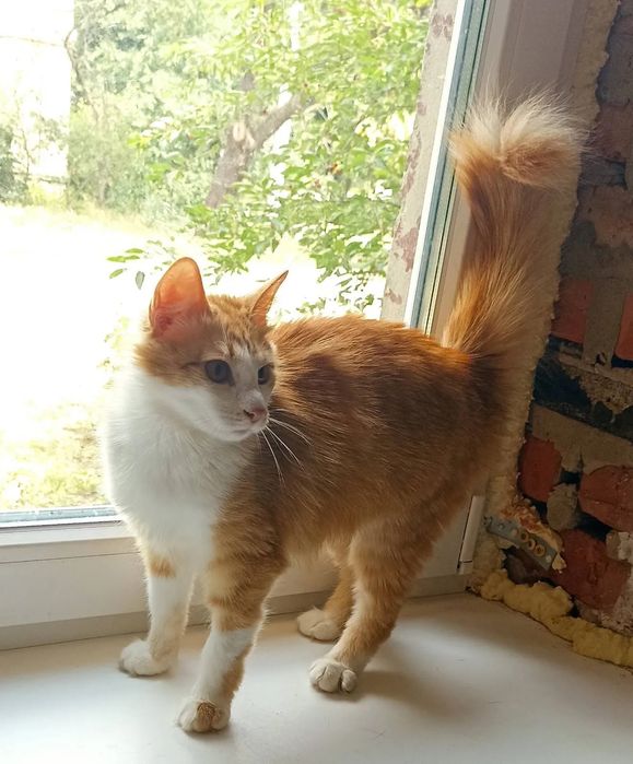 Отдам рыжую пушистую кошку, стерилизована, 1 год