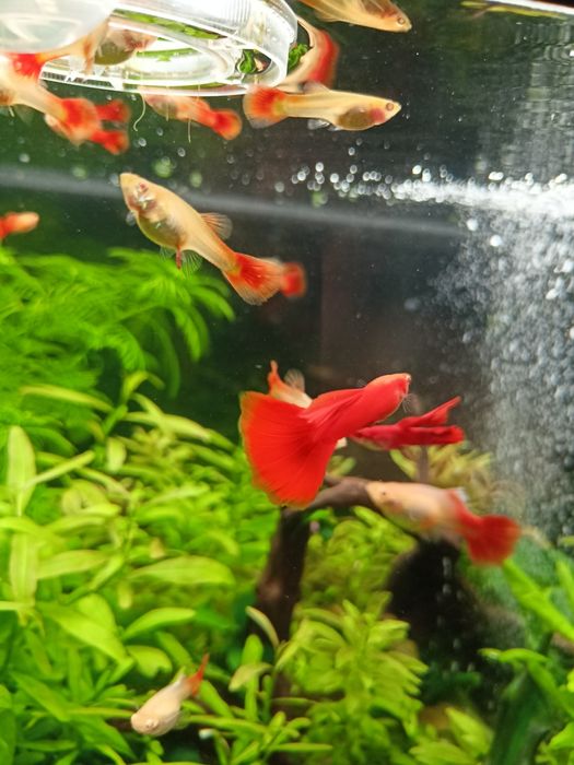 Gupik Full Red Albino (PARKA)