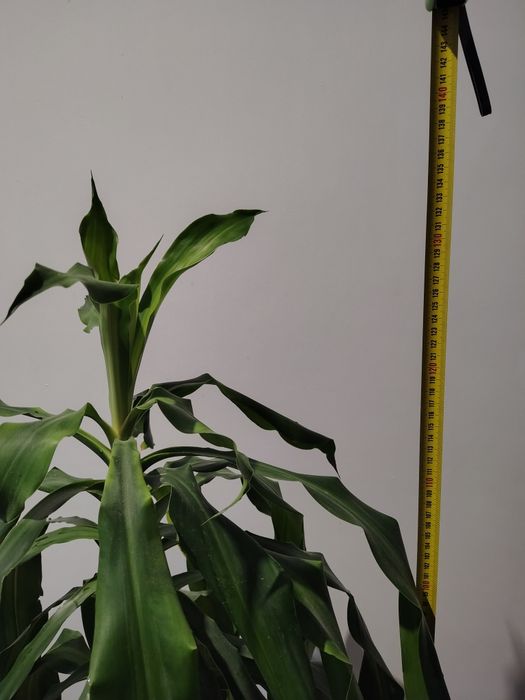 Dracena wonna (Dracena fragrans)