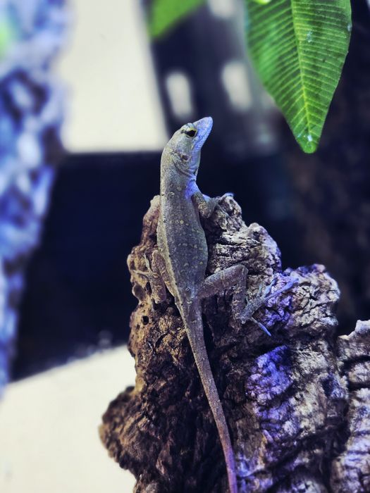 anolisy sagrei (anolis brunatny)