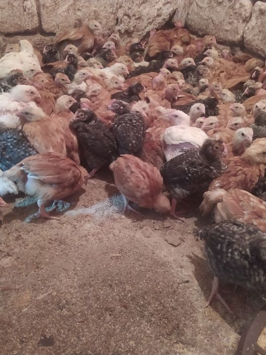 Продам курчата мясо-несушка вага 1 кг