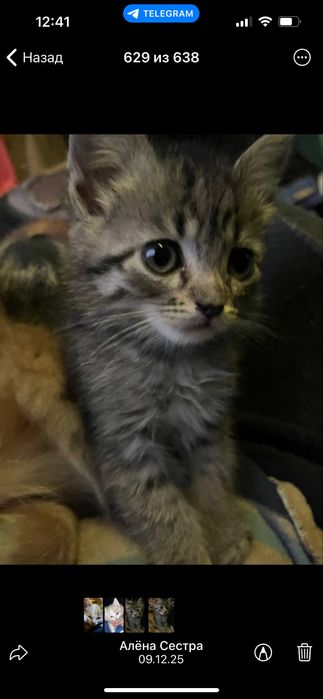 Котята, 2 місяця Віддам в добрі руки