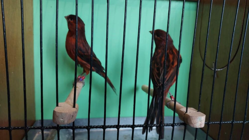 Kanarki ptaki ozdobne