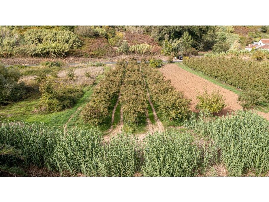 Terreno Rústico ' Franca'