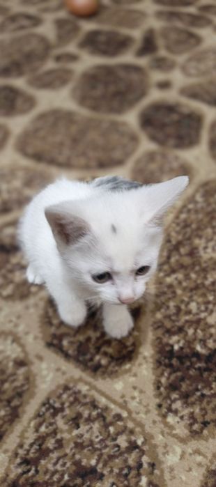 Віддам ласкавих котиків від сіамської кішки