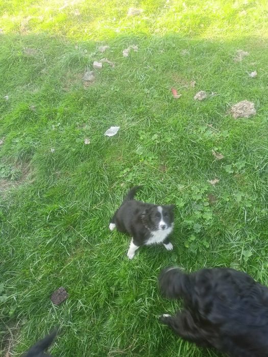 Pieski border collie