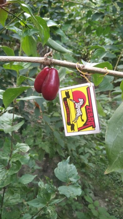 Саженцы плодовых деревьев и кустов