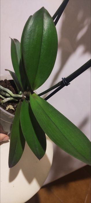 Орхідея а-ля Розетта