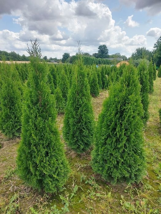 Tuja Szmaragd producent