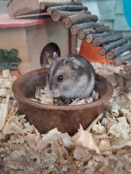 Młode chomiki hybrydy do adopcji