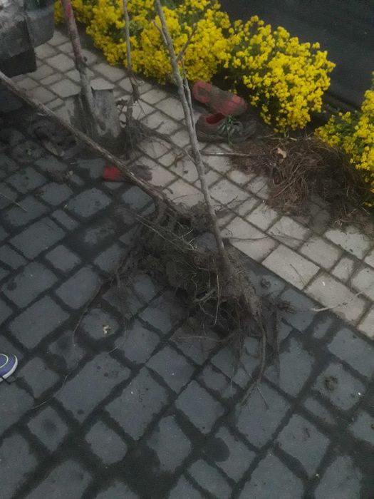 Orzech czarny drzewka