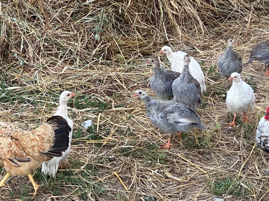 Galinhas da guiné