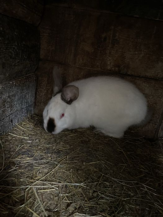 Samiec kalifornijski