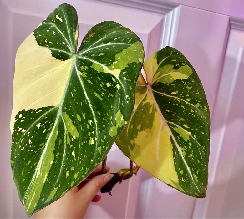 Philodendron Gloriosum Tricolor