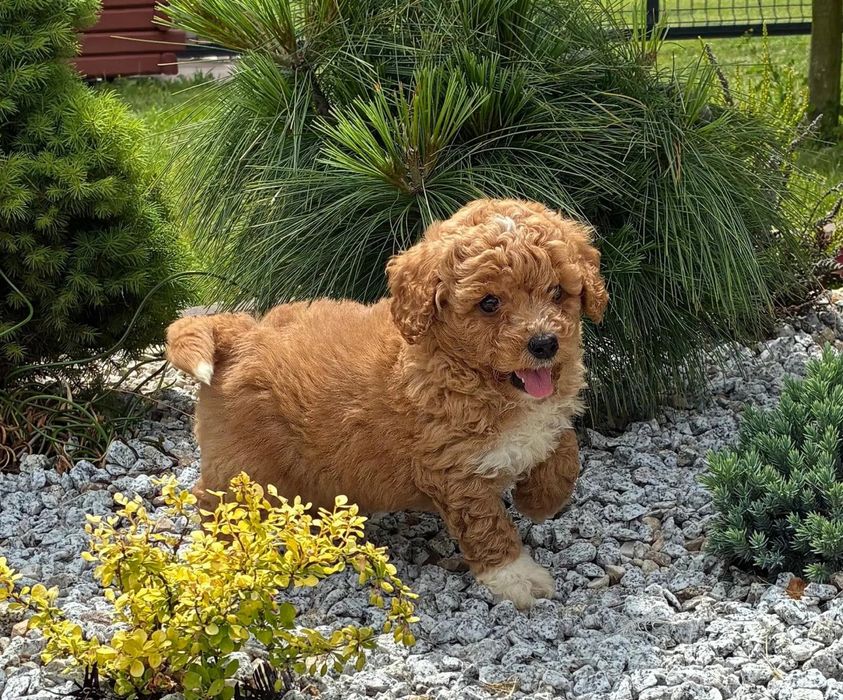 Є доставка закордон! Мальтипу міні, зроблено усі щеплення