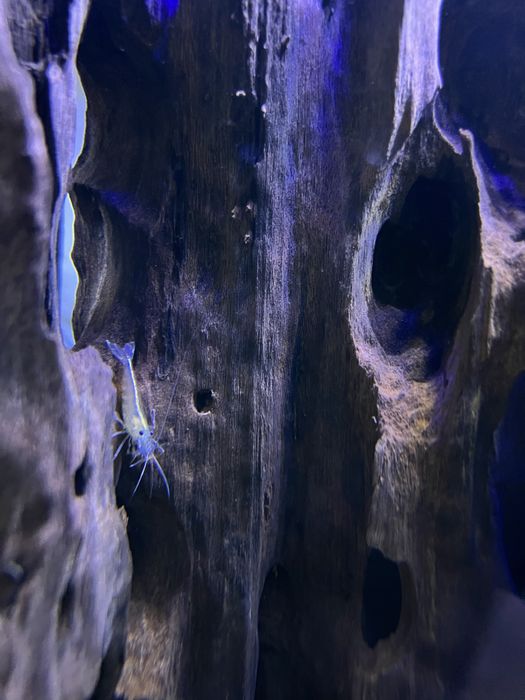 Guppie, Gato-De-Vidro, Limpa Vidros, Molly, Camarão