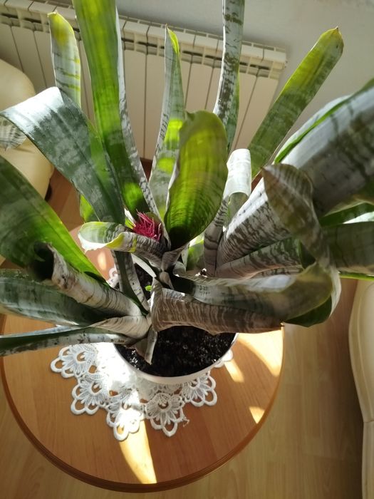 Aechmea piękna duża kwitnąca trzy sadzonki okazja