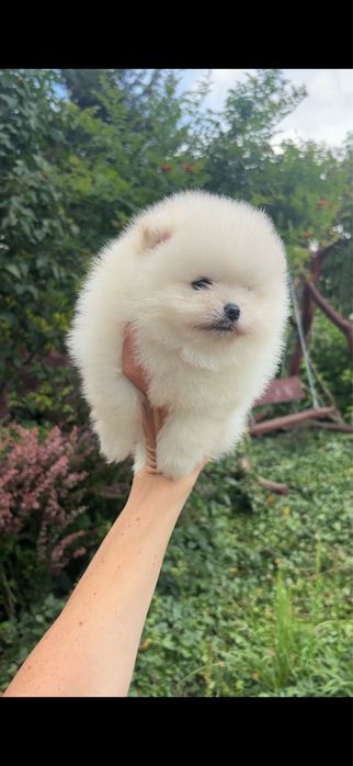 Szpic miniaturowy pomeranian chlopczyk mini xs do 2 kg