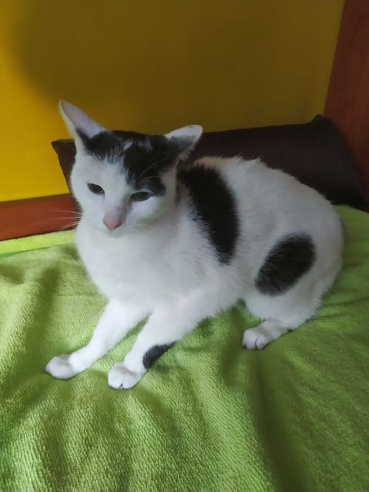 Kotka biało-czarna, Sosnowiec lub Kraków