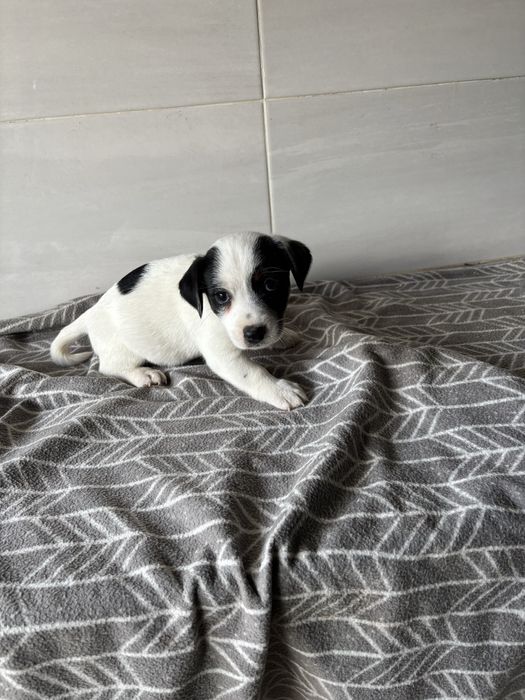Jack Russell macho pelo curto