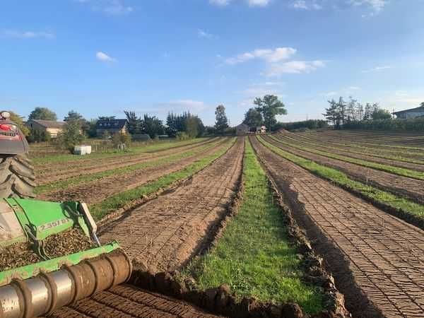 MULCZER LEŚNY oraz WGŁĘBNY wycinka drzew Czyszczenie działki PILAR /+