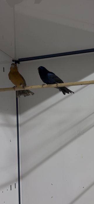 Casal de Azulão (Cyanocompsa brissonii – Subespécie Argentina)