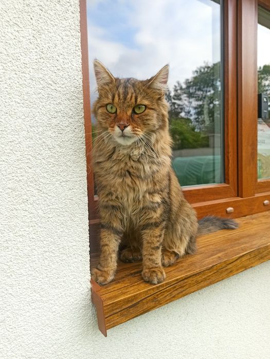 Zaginął kot, 1,5 roczny kocurek