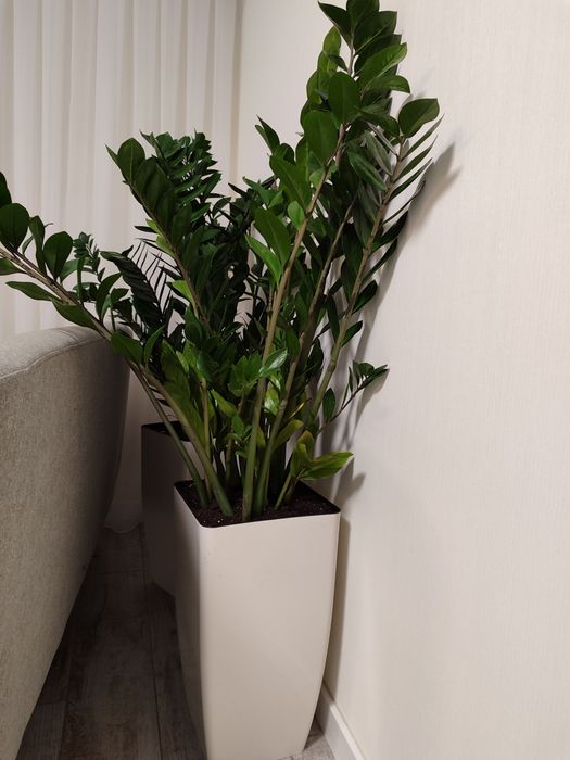 Замиокулькас 1 метр